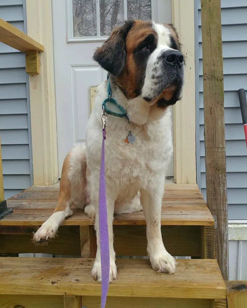 Saint-Bernard