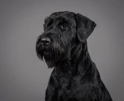Schnauzer géant