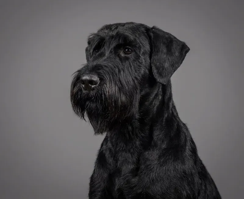 Schnauzer géant