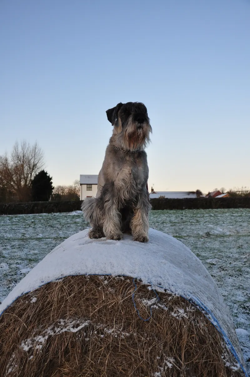 Schnauzer moyen