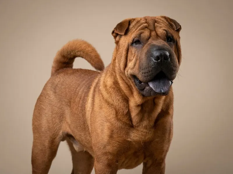 Shar Pei