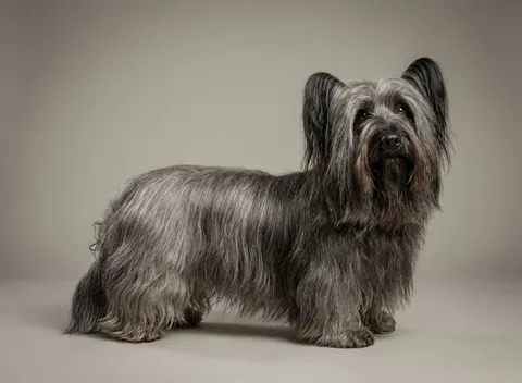 Skye Terrier