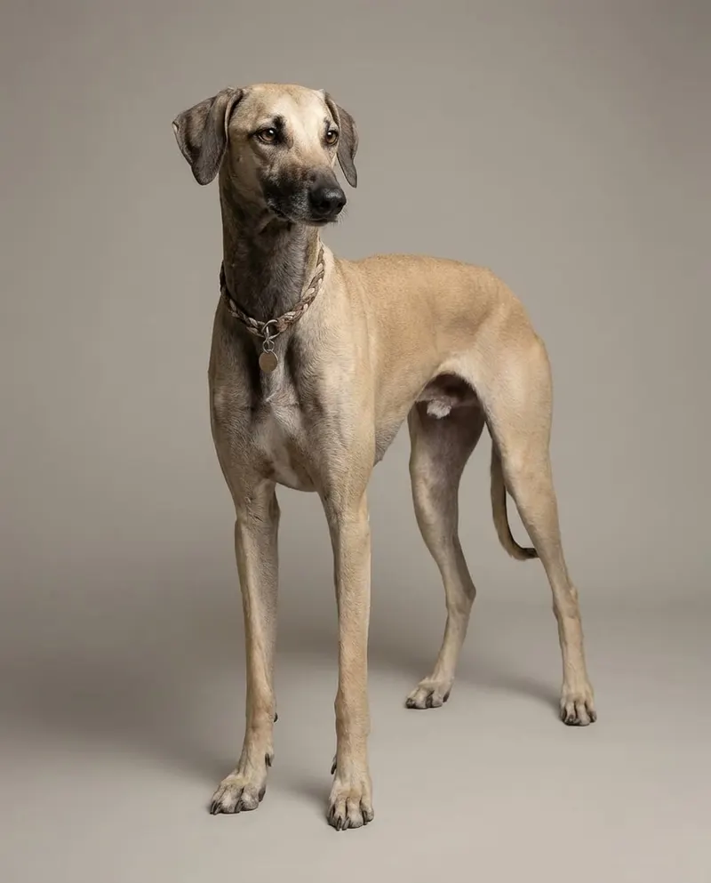 Sloughi