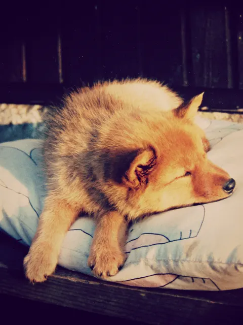 Spitz Finlandais