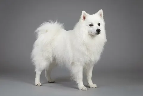 Spitz japonais