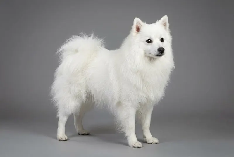 Spitz japonais