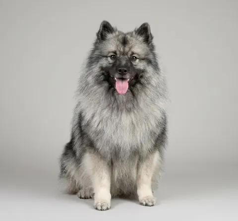 Spitz-loup