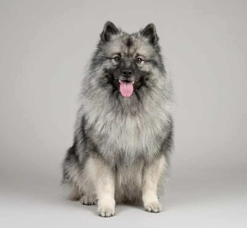 Spitz-loup