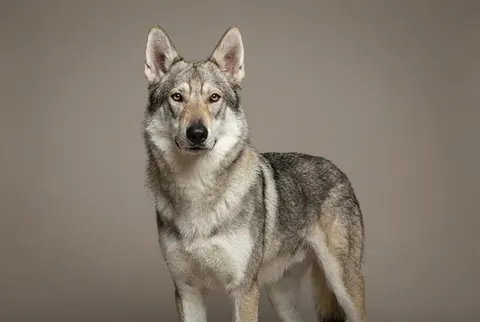 Tamaskan