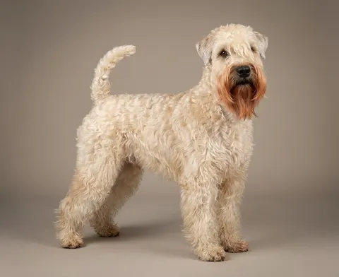 Terrier Irlandais à poil doux