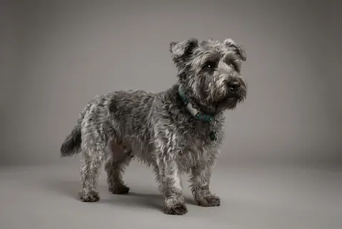 Terrier Irlandais Glen of Imaal