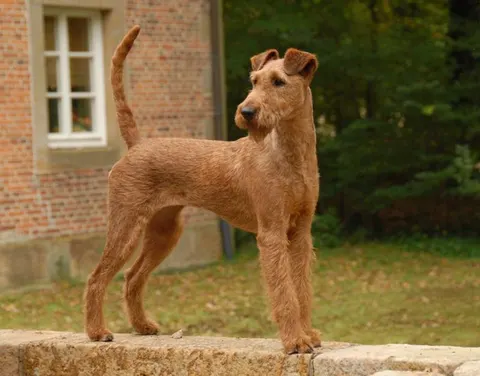 Terrier Irlandais