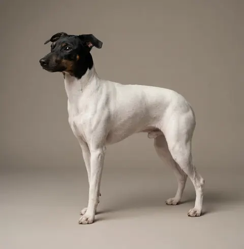 Terrier japonais