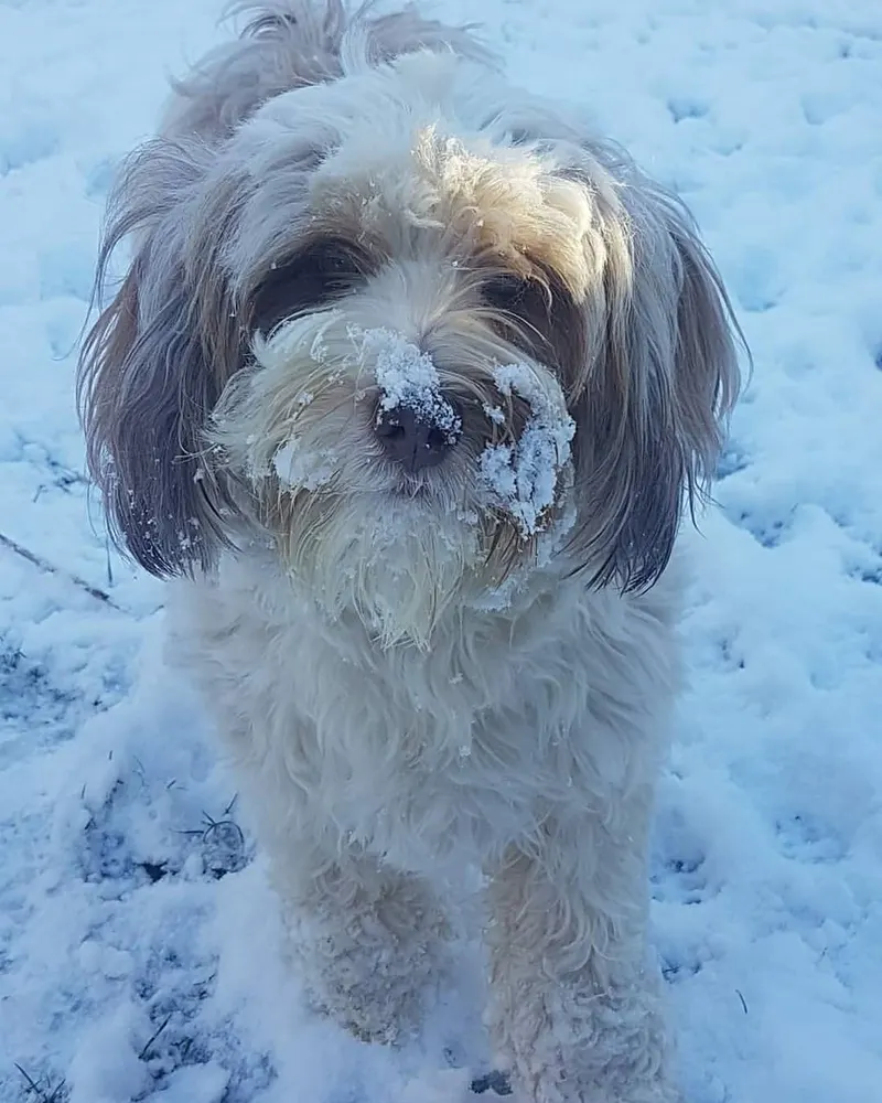Terrier tibétain