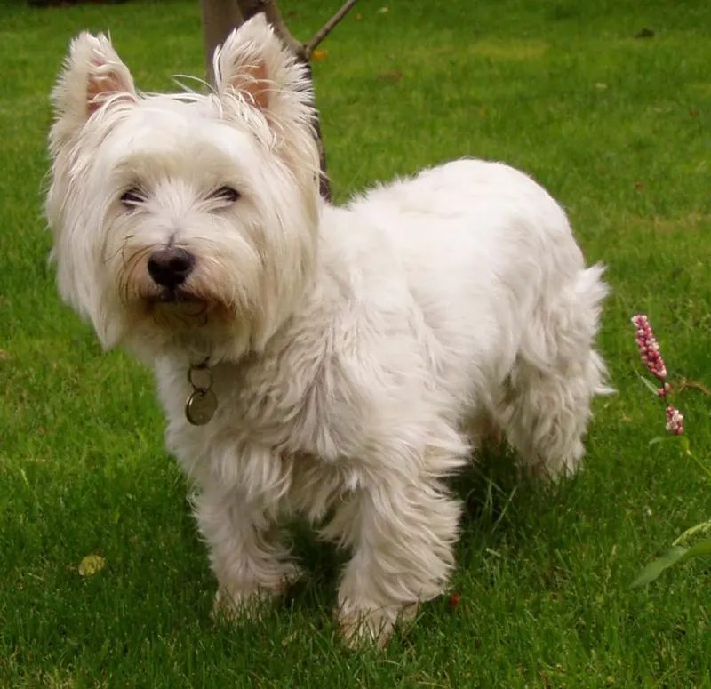 Westie