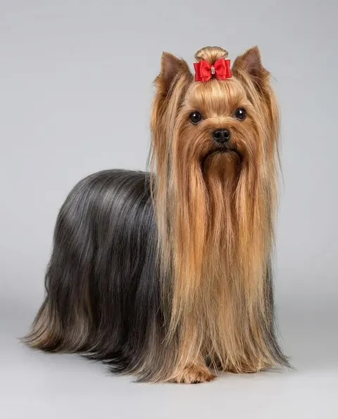 Yorkshire terrier
